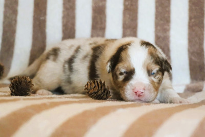 Les chiots de Berger Australien