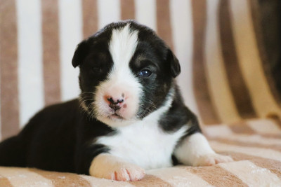 Les chiots de Berger Australien