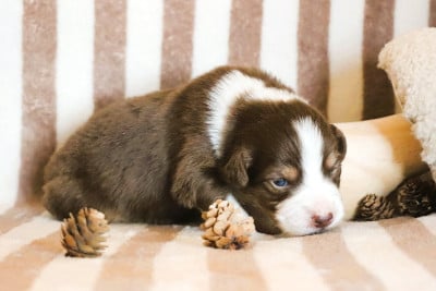 Les chiots de Berger Australien