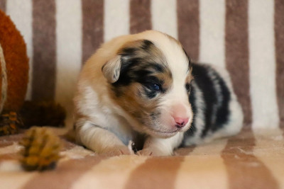 Les chiots de Berger Australien