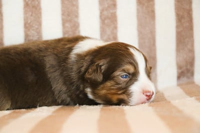 Les chiots de Berger Australien