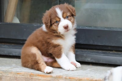 Les chiots de Berger Australien