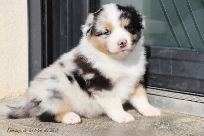 Les chiots de Berger Australien