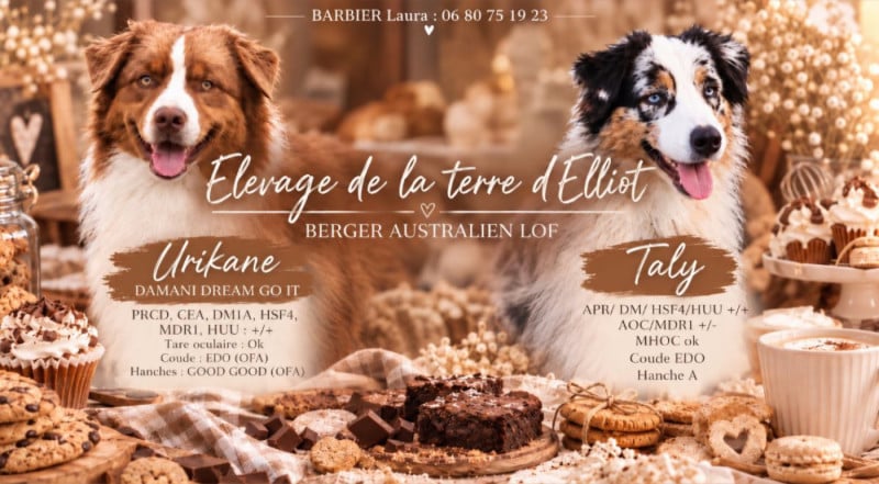 Berger Australien - De La Terre D'Elliot