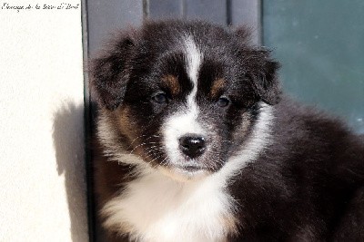 Disponible à la réservation !
Abu est un petit coeur tendre, c'est un chiot observateur, sensible, qui a besoin de présence et de proximité. Il est toujours joyeux et prêt à vous suivre partout.