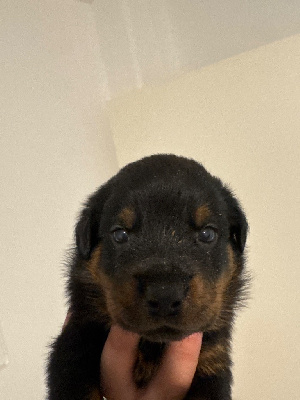 Les chiots de Rottweiler