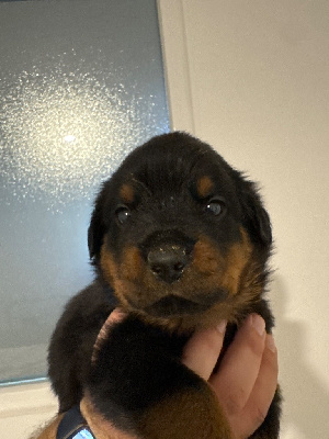 Les chiots de Rottweiler