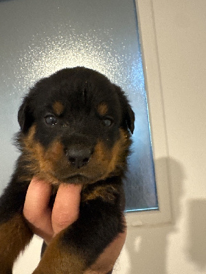 Les chiots de Rottweiler