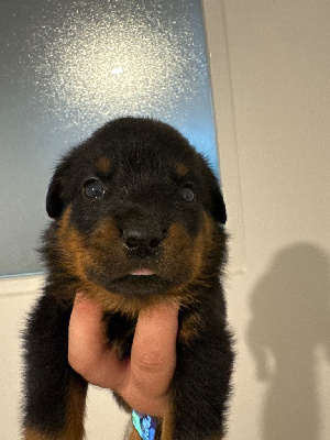 Les chiots de Rottweiler