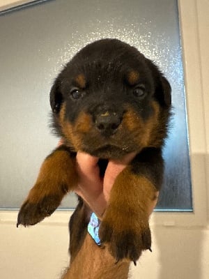 Les chiots de Rottweiler