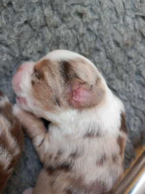 Les chiots de Berger Américain Miniature 