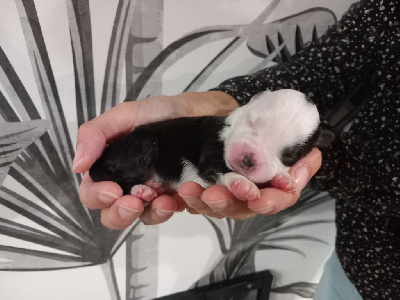 Les chiots de Berger Américain Miniature 