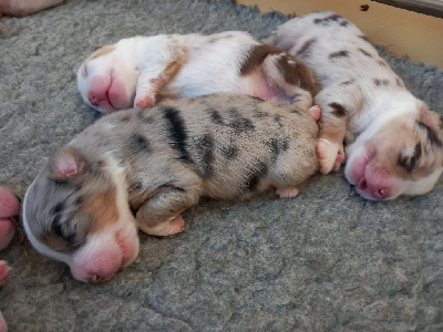 Les chiots de Berger Américain Miniature 