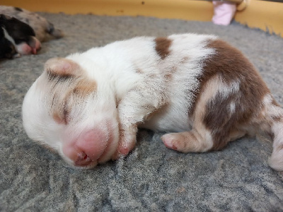 Les chiots de Berger Américain Miniature 