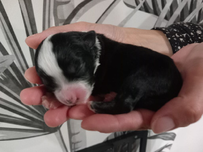 Les chiots de Berger Américain Miniature 