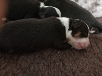 Les chiots de Berger Américain Miniature 