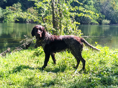 Étalon Petit Epagneul de Münster - du cercle de saint hubert Socket