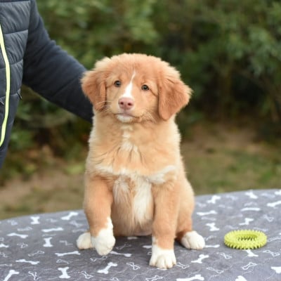 Retriever de la Nouvelle-Ecosse