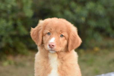 Les chiots de Retriever de la Nouvelle-Ecosse