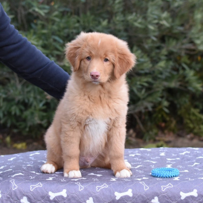 Les chiots de Retriever de la Nouvelle-Ecosse