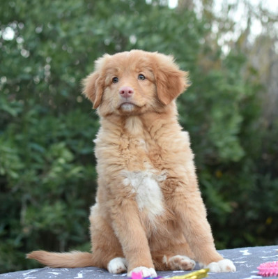 Les chiots de Retriever de la Nouvelle-Ecosse