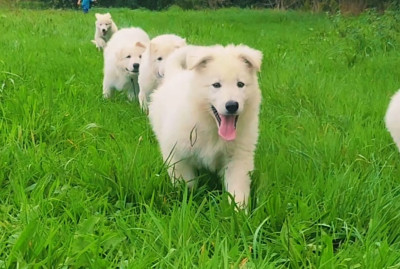 Les chiots de Berger Blanc Suisse