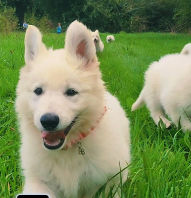 Les chiots de Berger Blanc Suisse