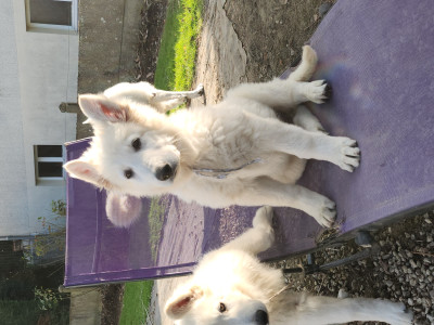 Les chiots de Berger Blanc Suisse
