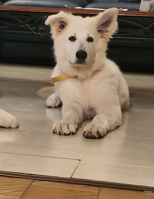 Les chiots de Berger Blanc Suisse