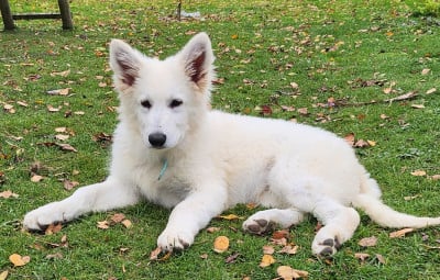 Les chiots de Berger Blanc Suisse