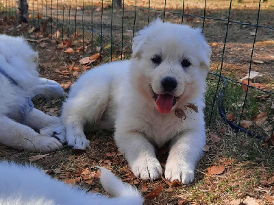 Les chiots de Berger Blanc Suisse
