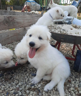 Les chiots de Berger Blanc Suisse