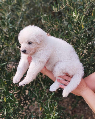 Les chiots de Berger Blanc Suisse