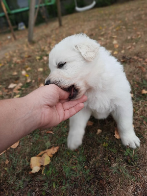 Les chiots de Berger Blanc Suisse