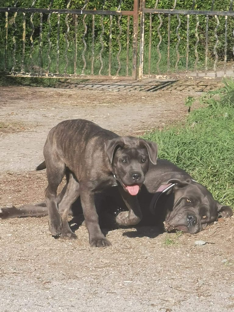 Remind the best Des Gardiens De Cebenna