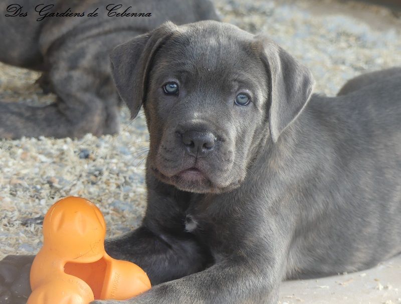 Remind the best Des Gardiens De Cebenna