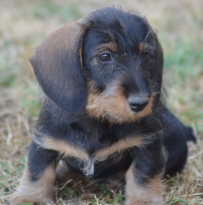 Les chiots de Teckel poil dur