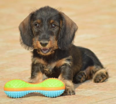 Les chiots de Teckel poil dur