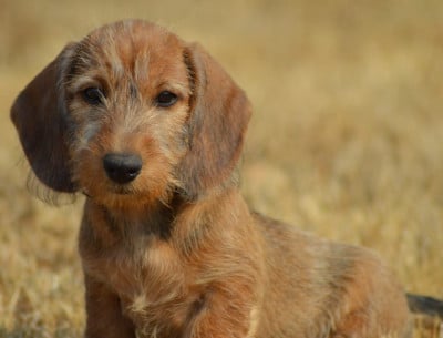 Billie Rose Femelle Teckel Nain Poil Dur - Teckel poil dur