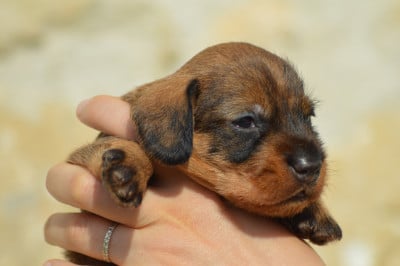 Les chiots de Teckel poil dur
