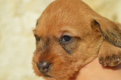 Les chiots de Teckel poil dur