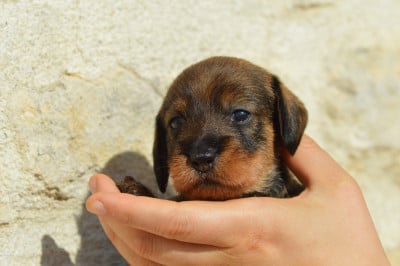 Les chiots de Teckel poil dur