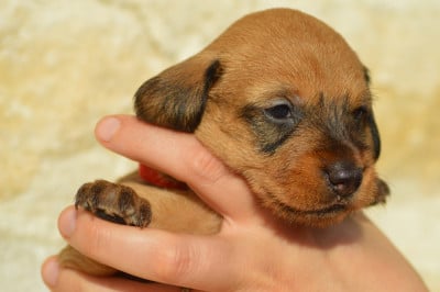 Les chiots de Teckel poil dur