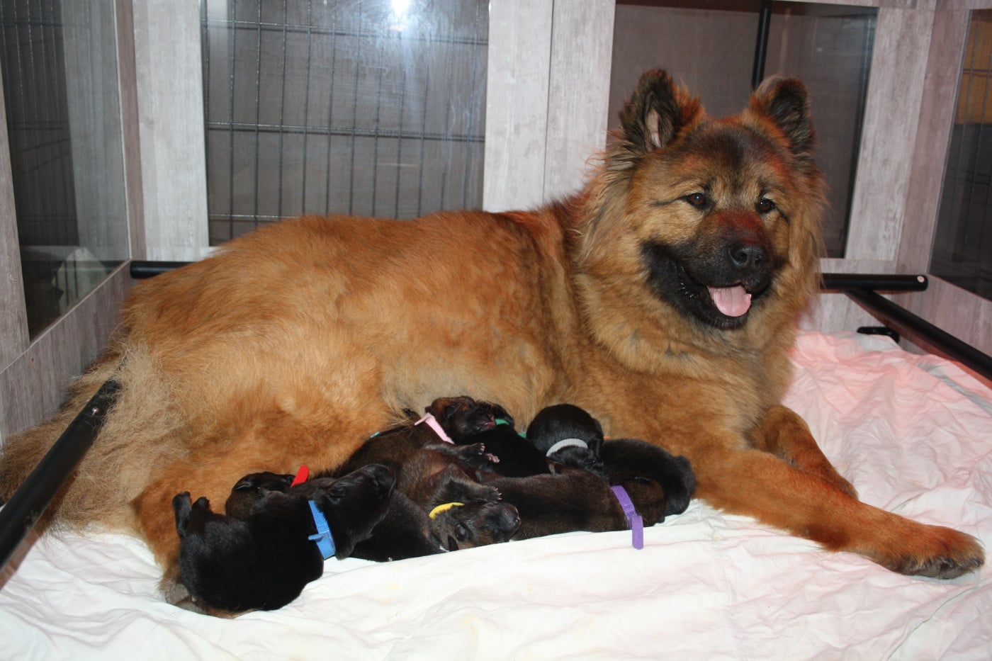 Eurasier - Des Oursons De La Fee