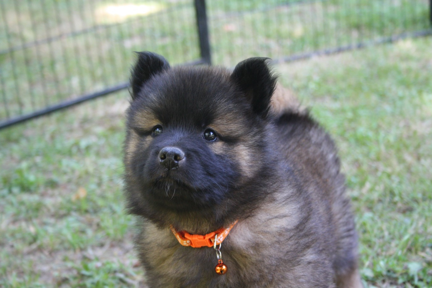 Bryn ( Orange )