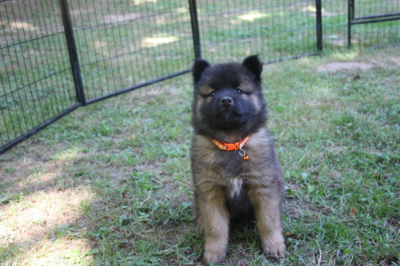Bryn ( Orange )