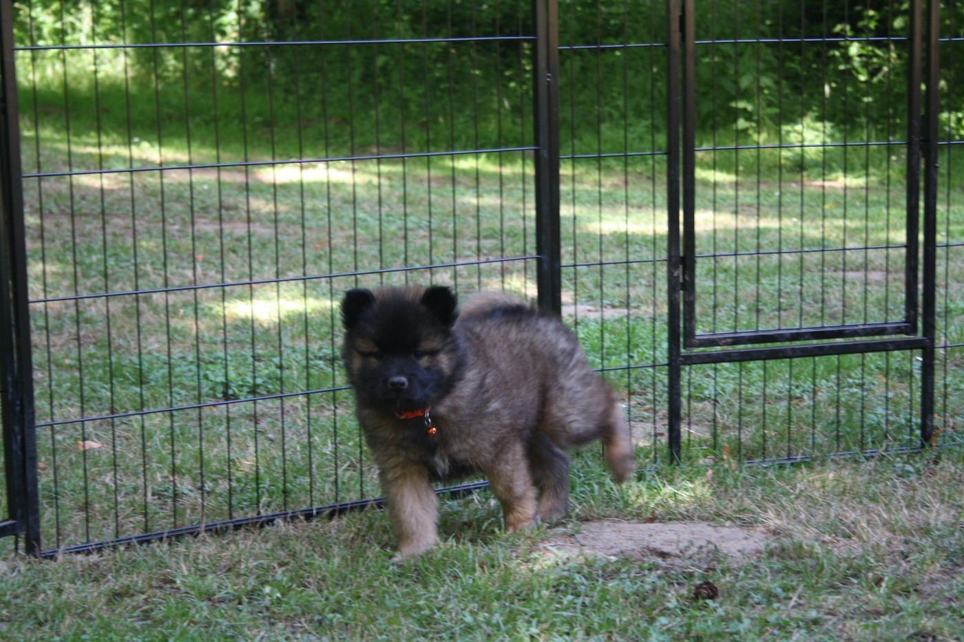 Bryn ( Orange )