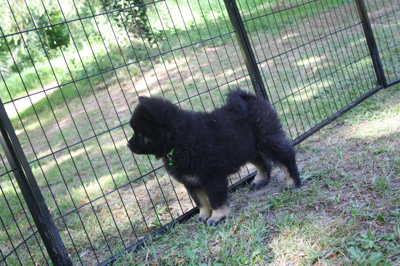 Birka ( Verte)