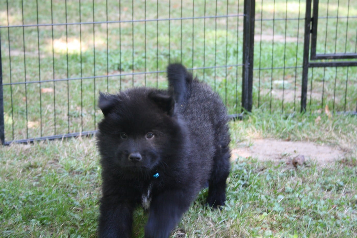 Belka ( bleue claire)