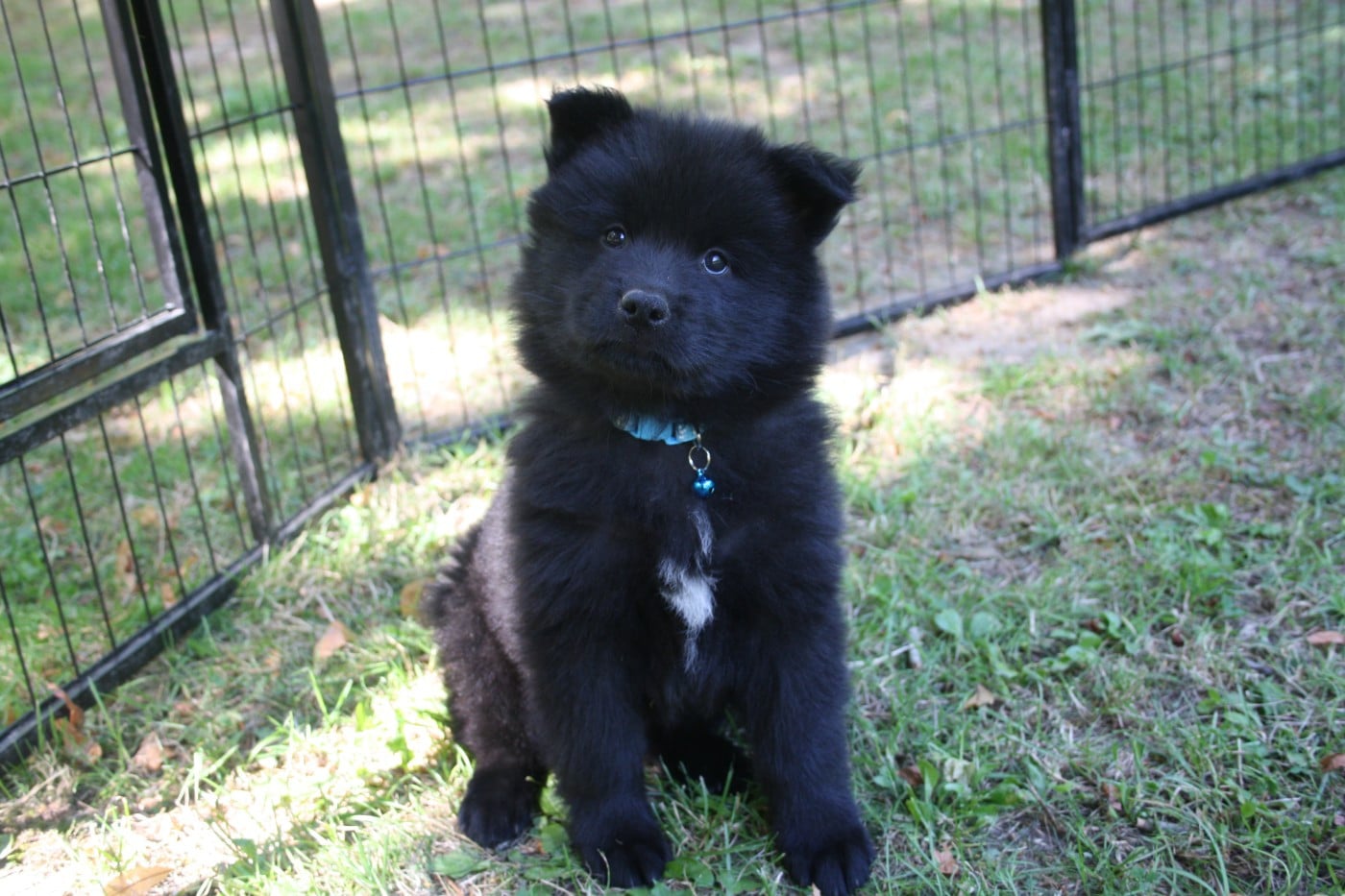 Belka ( bleue claire)
